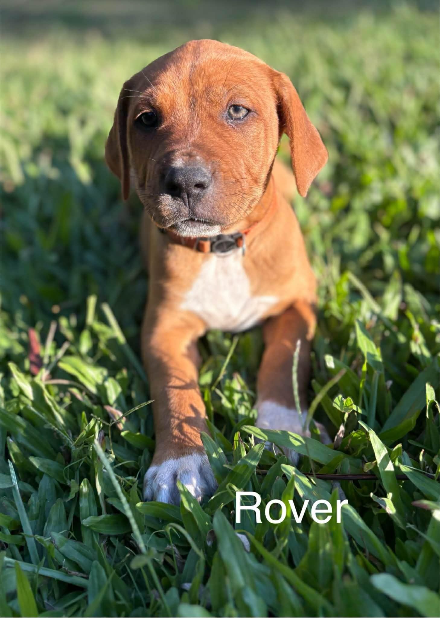 Rover Rover